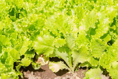 Marul yaprakları yazın bahçedeki yataklarda yetişir.