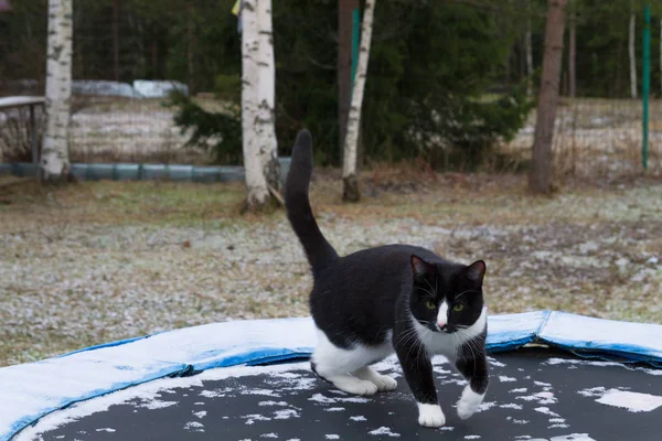 Inicio gato blanco y negro camina en el patio en invierno —  Fotos de Stock