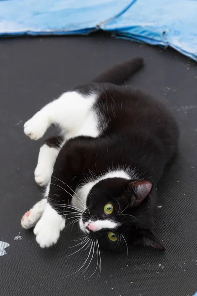 Home black and white cat walks in the yard in winter — 스톡 사진
