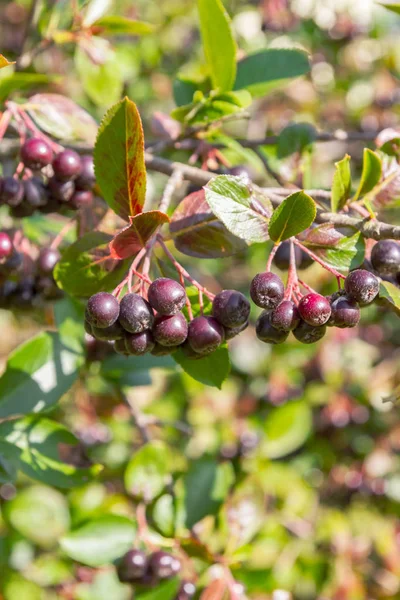 Chokeberry grows on a Bush in late summer — Stock Photo, Image