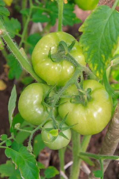 Tomates vertes accrochées dans un bouquet et mûrissent dans une serre — Photo