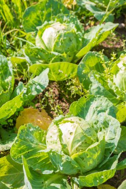 Yazın bahçedeki yataklarda beyaz lahana yetişir.