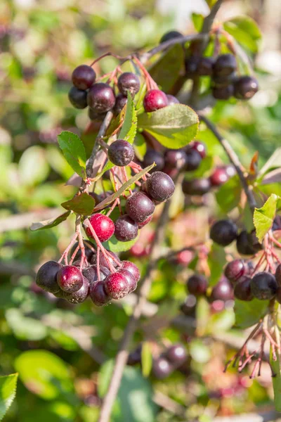 Chokeberry Grows Bush Late Summer — Stock Photo, Image