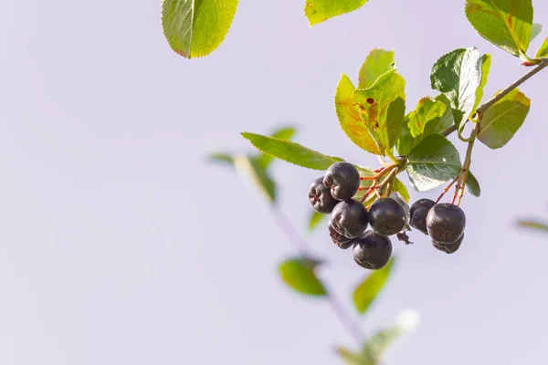 Chokeberry Μεγαλώνει Ένα Θάμνο Στα Τέλη Του Καλοκαιριού — Φωτογραφία Αρχείου
