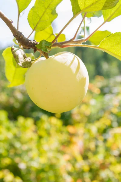 Жовті Стиглі Яблука Висять Гілці Саду Влітку — стокове фото