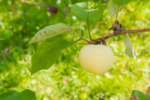 Mele Mature Gialle Appese Ramo Giardino Estate — Foto Stock