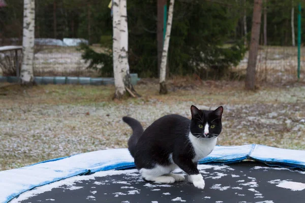 Home Black White Cat Walks Yard Winter — 스톡 사진