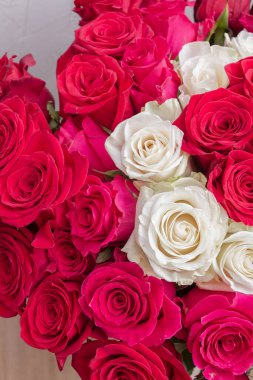 Çok renkli kırmızı, pembe ve beyaz güller.