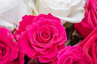 Çok renkli kırmızı, pembe ve beyaz güller.