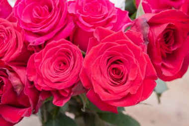 Çok renkli kırmızı, pembe ve beyaz güller.