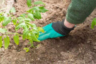 Domates tohumları yazın bahçedeki bir seraya ekilir.