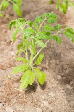 Domates fideleri bahçede bir serada yetişir.