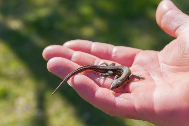 Yeşil kertenkele, yaz mevsiminde bir adamın elinde.