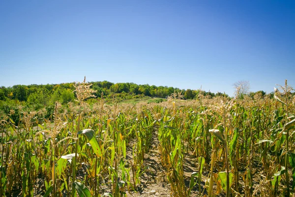 Corn field on a hill Stock Picture