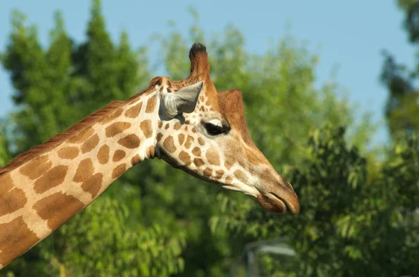 Primer plano de la cabeza de una jirafa — Foto de Stock