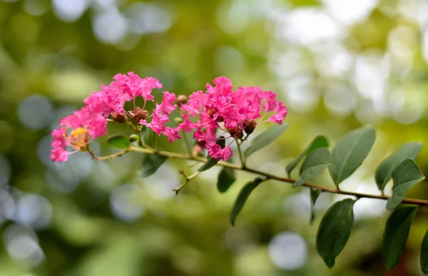 lagerstroemia. Bitki çiçek doğa yakın çekim