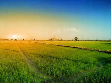 mısır tarlası ve akşam arka plan Tayland.