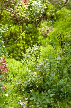 Ormanın içinde taze yeşil yeşillik.