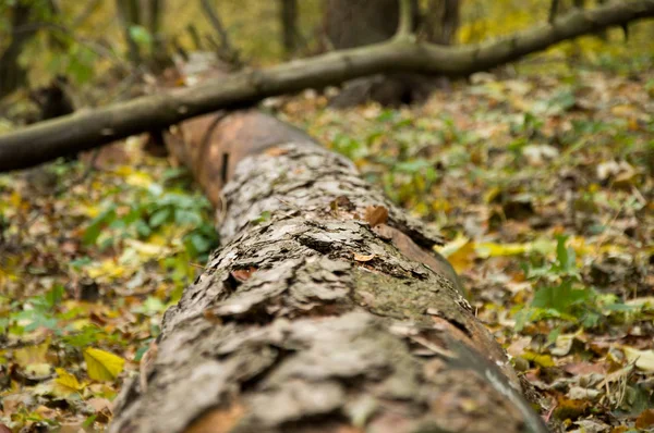 Paisaje de otoño. Un árbol roto . — Foto de Stock