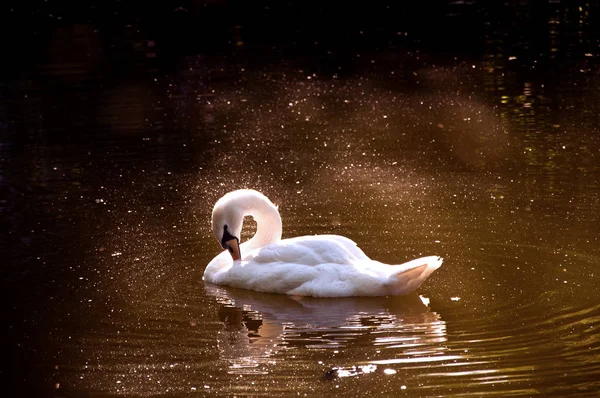 Cigno bianco nuota nel lago. — Foto Stock