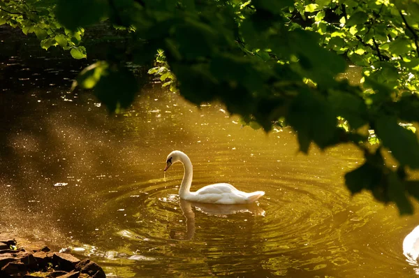 Weißer Schwan schwimmt im See. — Stockfoto