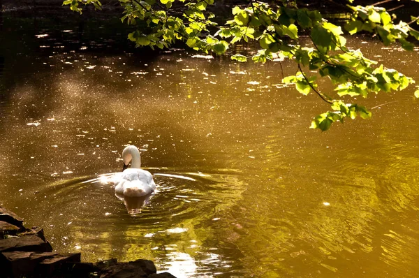 Cisne branco nada no lago . — Fotografia de Stock