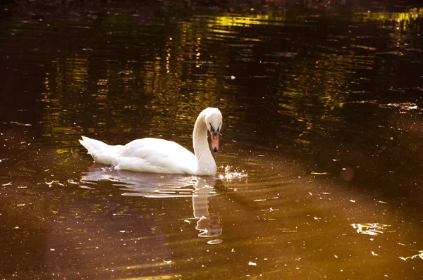 Cygne blanc nage dans le lac. — Photo