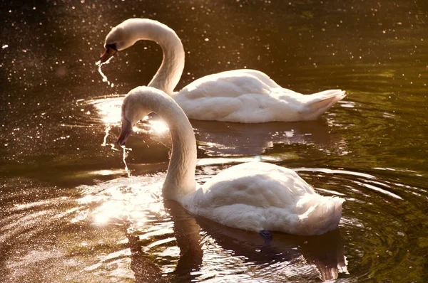 Weißer Schwan schwimmt im See. — Stockfoto