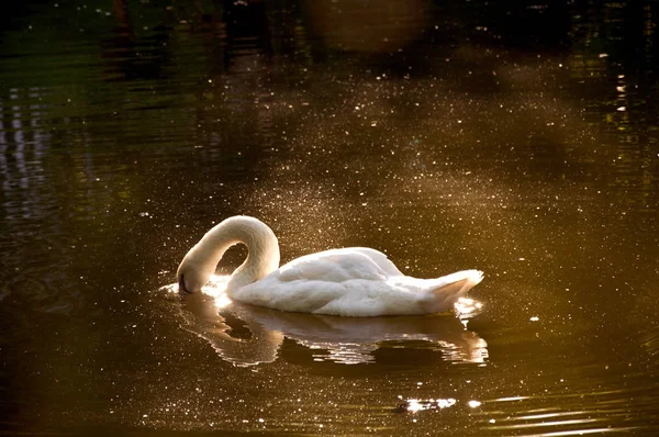 Weißer Schwan schwimmt im See. — Stockfoto