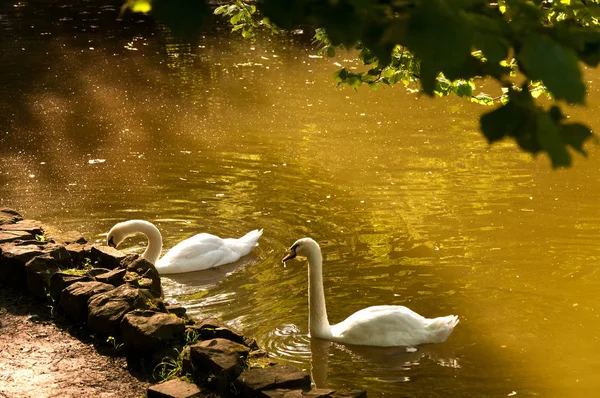 Cisne blanco nada en el lago . — Foto de Stock
