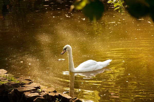 Weißer Schwan schwimmt im See. — Stockfoto