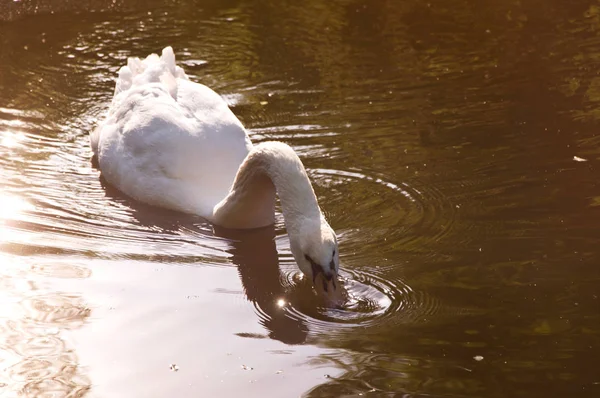 Weißer Schwan schwimmt im See. — Stockfoto