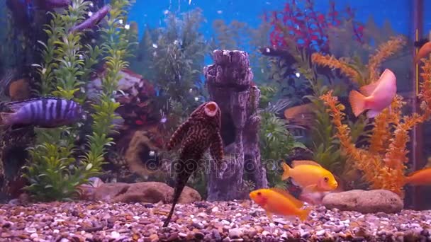 Poissons Daquarium Deau Douce