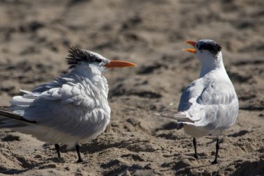Malibu sahilinde Kraliyet kırlangıçlar birkaç 