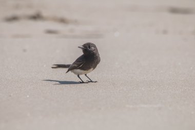 Vahşi siyah Phoebe Pearching Ventura Plajı'nda kayaya