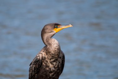 Çift tepeli karabatak, Göl 'deki Driftwood' a tünemiş.