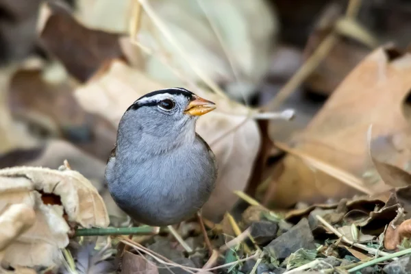The White-Crowned Sparrow Singing on the Ground in Autumn — Stock Photo, Image