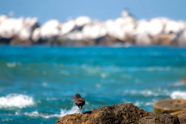 İstiridye plajda yakalamak siyah Poyraz kuşugiller — Stok fotoğraf