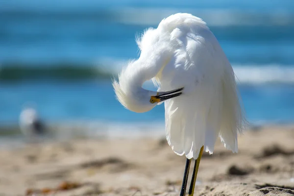 스노이 백로입니다 Preening 말리 부 해변에서 — 스톡 사진