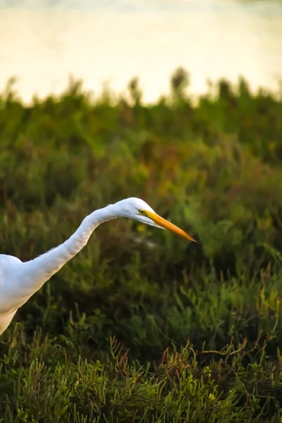 The Great Egret Looking for Fish under the Sun Set — Stock Photo, Image