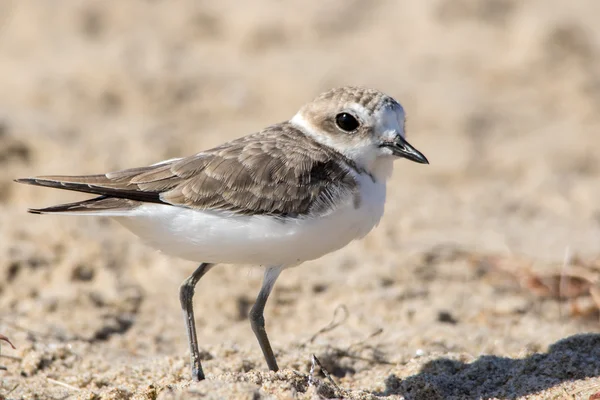 The Cute Little Snowy Plover caminando por la playa — Foto de Stock