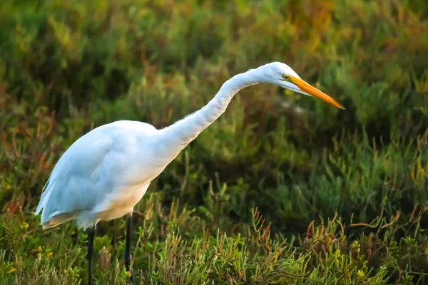 The Great Egret Looking for Fish under the Sun Set — Stock Photo, Image