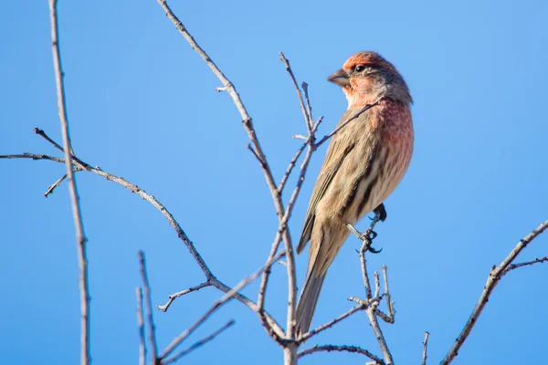 Το σπίτι Finch Perching το κλαδί δέντρου — Φωτογραφία Αρχείου