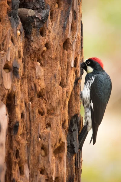 Meşe palamudu toplayıcısı meşe palamudu için ağaç gövdesi topluyor.