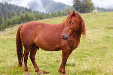 Kahverengi at bir dağ Çayır Mera üzerinde otlatma.
