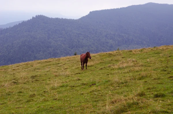 Brązowy koń wypas na pastwisku, łące górskiej. — Zdjęcie stockowe