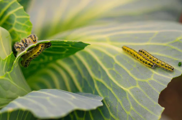 Lurviga larver av kål fjäril på kål blad. — Stockfoto