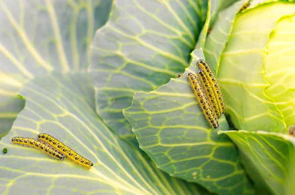 shaggy caterpillars of the cabbage butterfly on cabbage leaf.