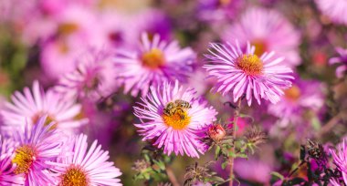 Gün batımı ışık ve arı güzel pembe bahçe çiçekleri.