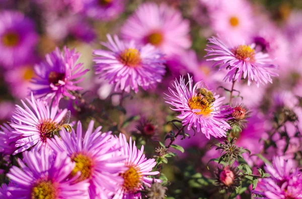 Gün batımı ışık ve arı güzel pembe bahçe çiçekleri.